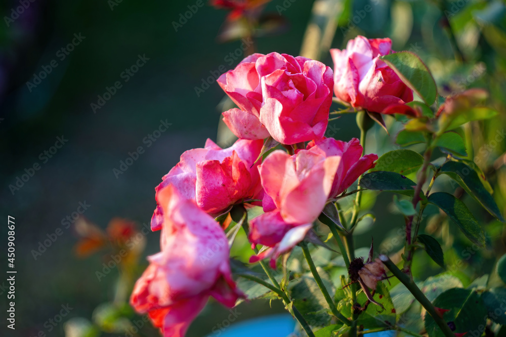 bush with roses in the garden bush with roses in the garden