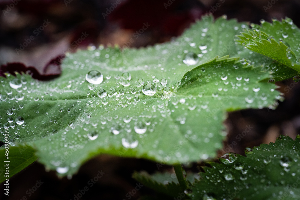 Wassertropfen auf einem Blatt Wassertropfen auf einem Blatt