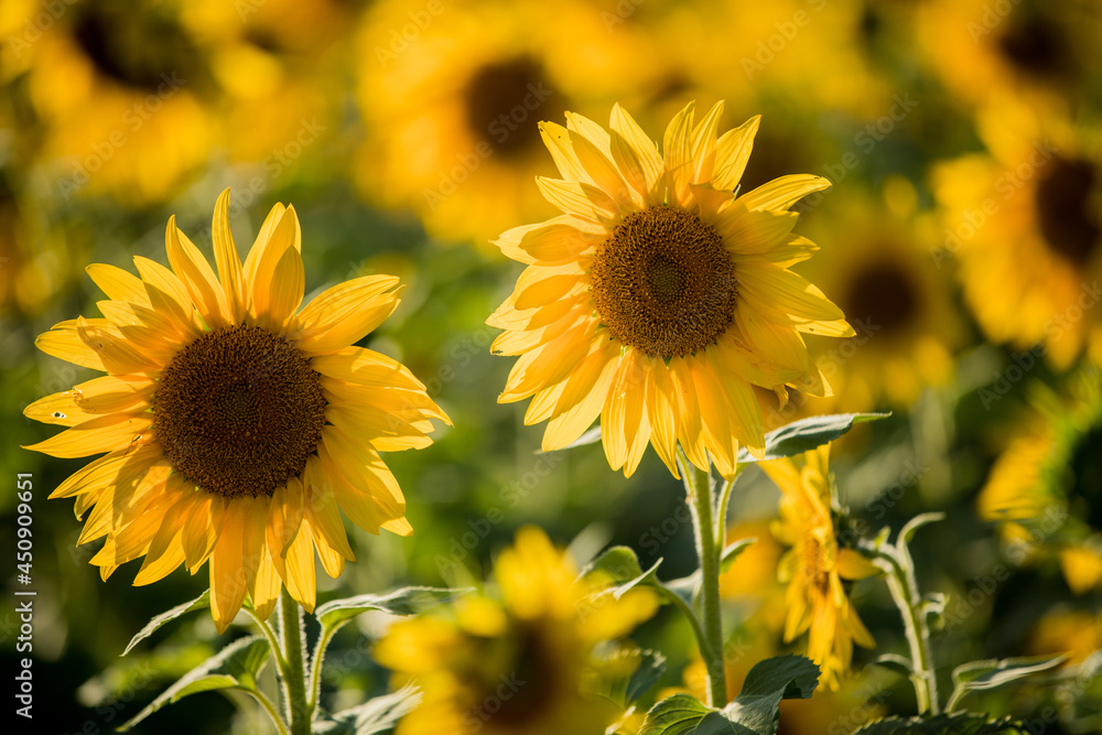 Closeup of Sunflower in Field Closeup of Sunflower in Field