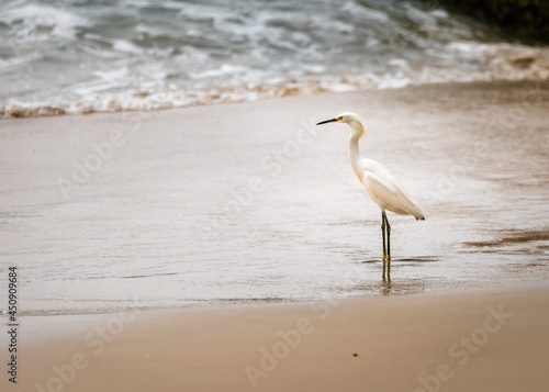 Fotografie great blue heron on the beach