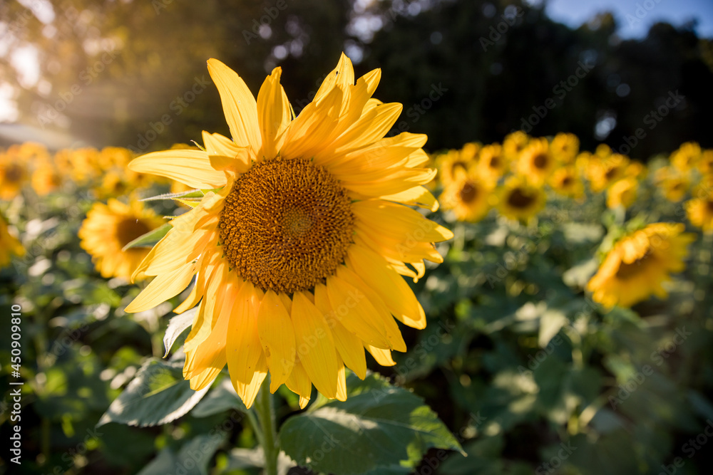 Obraz premium Sunflower in a Field