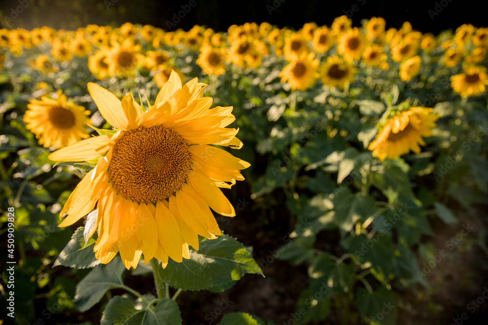 Sunflower in Field Sunflower in Field