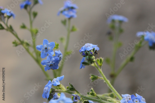 Forget Me Not Flowers With Small Black Ant