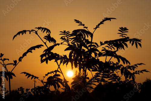 Silhouettes of tree leaves at sunset  beautiful landscape. Relaxation and serenity concept