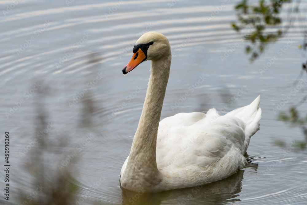 Naklejka premium Schwan im Wasser - Bild 1