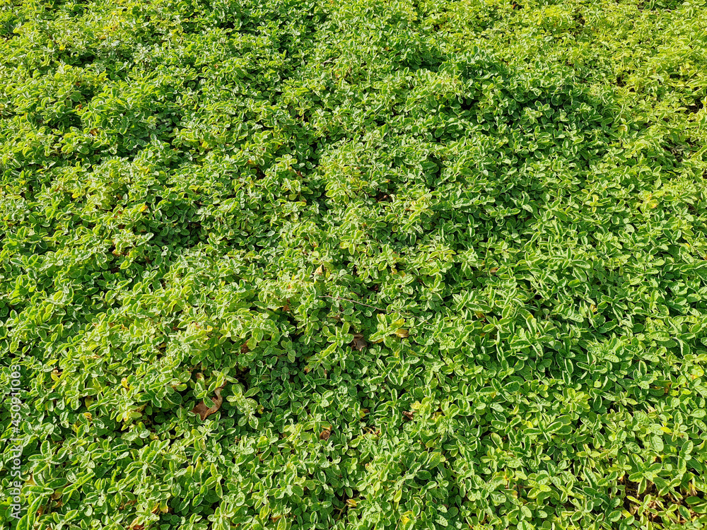 Green ground Cover Seamless Texture Tile. Plants leaves from top view. Good for backbround and 3D rendering and presentation. Green ground Cover Seamless Texture Tile. Plants leaves from top view. Good for backbround and 3D rendering and presentation.