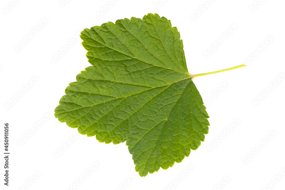 A leaf of red currant, isolated on a white background A leaf of red currant, isolated on a white background