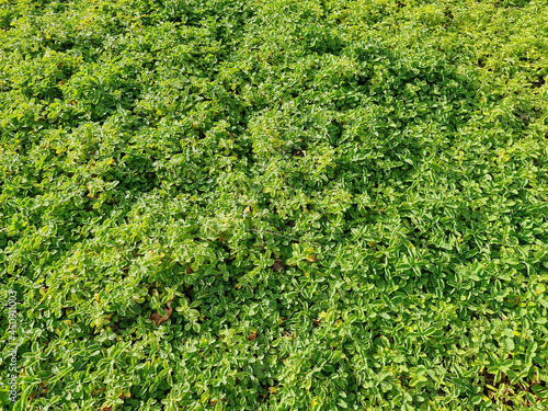 Green ground Cover Seamless Texture Tile. Plants leaves from top view. Good for backbround and 3D rendering and presentation. photo