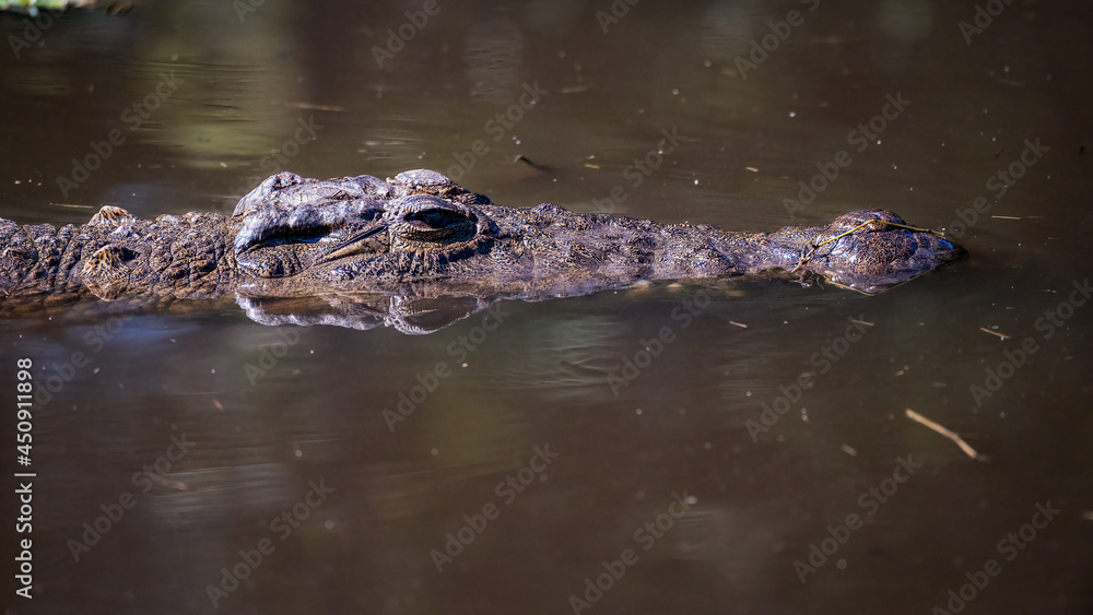 Small crocodile swimming smoothly across a dam 