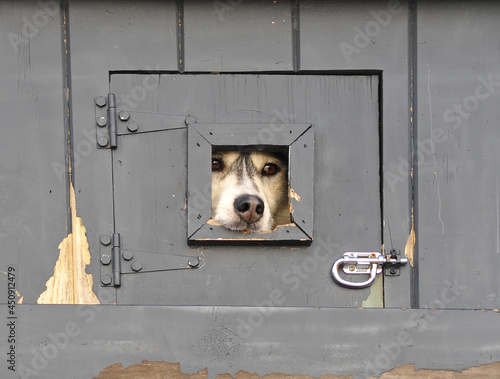 Husky dogs in their cubbys on the back of trucks before a race photo