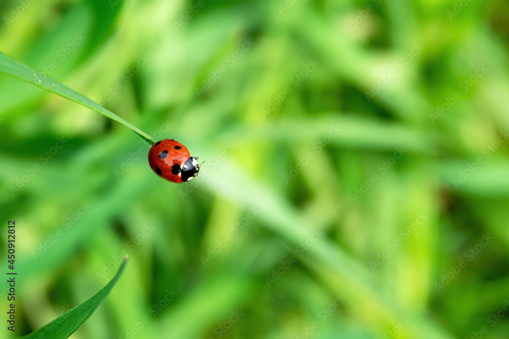 Naklejka premium Bright red ladybug on a blade of grass against a background of greenery. Close-up, selective focus, place for text.