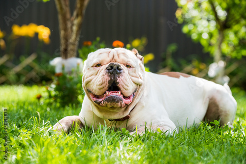 Quadro su tela Portrait of strong-looking White American Bulldog outdoors