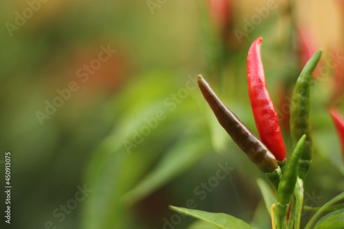 Asian Hot Pepper from Korea Shallow DOF Close up