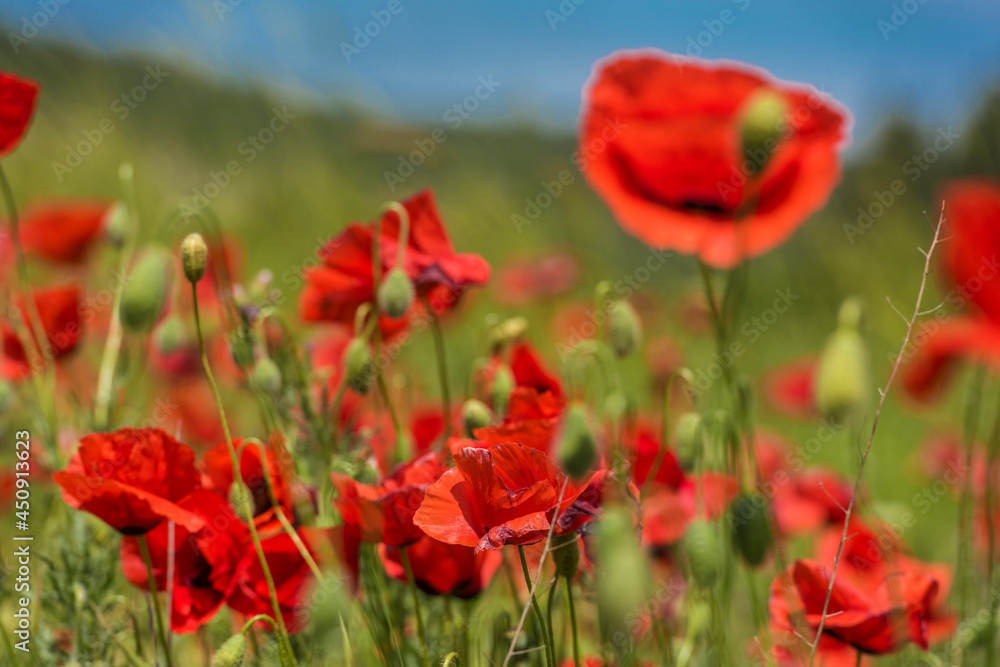 Naklejka premium Red poppy flowers in the oil seed rape fields
