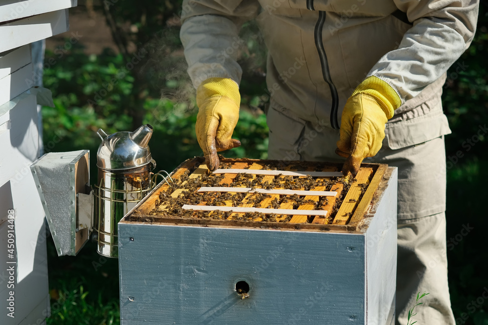 How to treat bees from varroa mite. The beekeeper treats the bees of ...