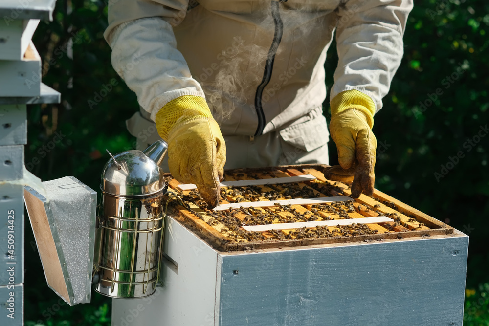 How to treat bees from varroa mite. The beekeeper treats the bees of ...