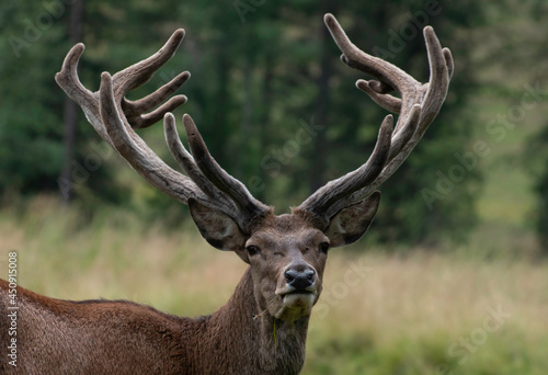 Deer Stag Close up