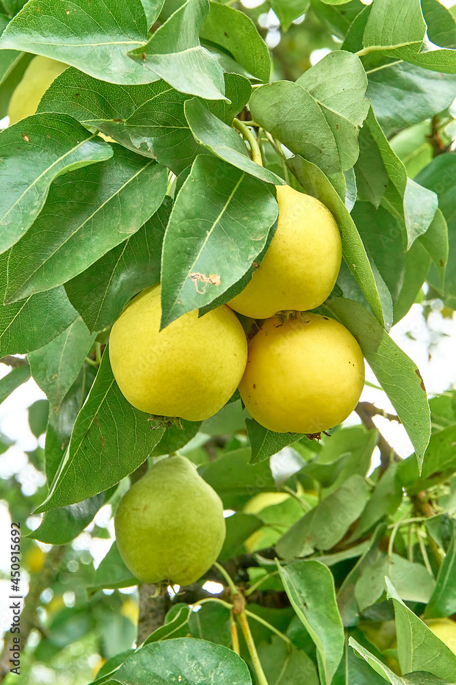Juicy pears on a branch in the garden, juicy fruits. Ripe organic varieties.