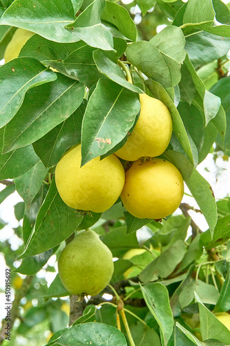 Juicy pears on a branch in the garden, juicy fruits. Ripe organic varieties.