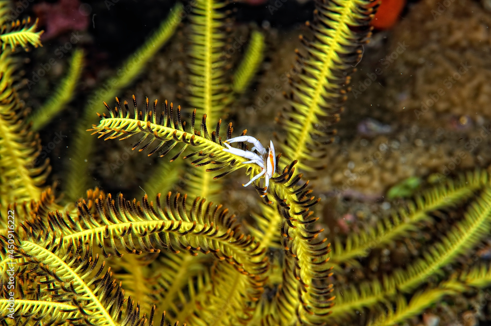 A picture of a crinoid squat lobster