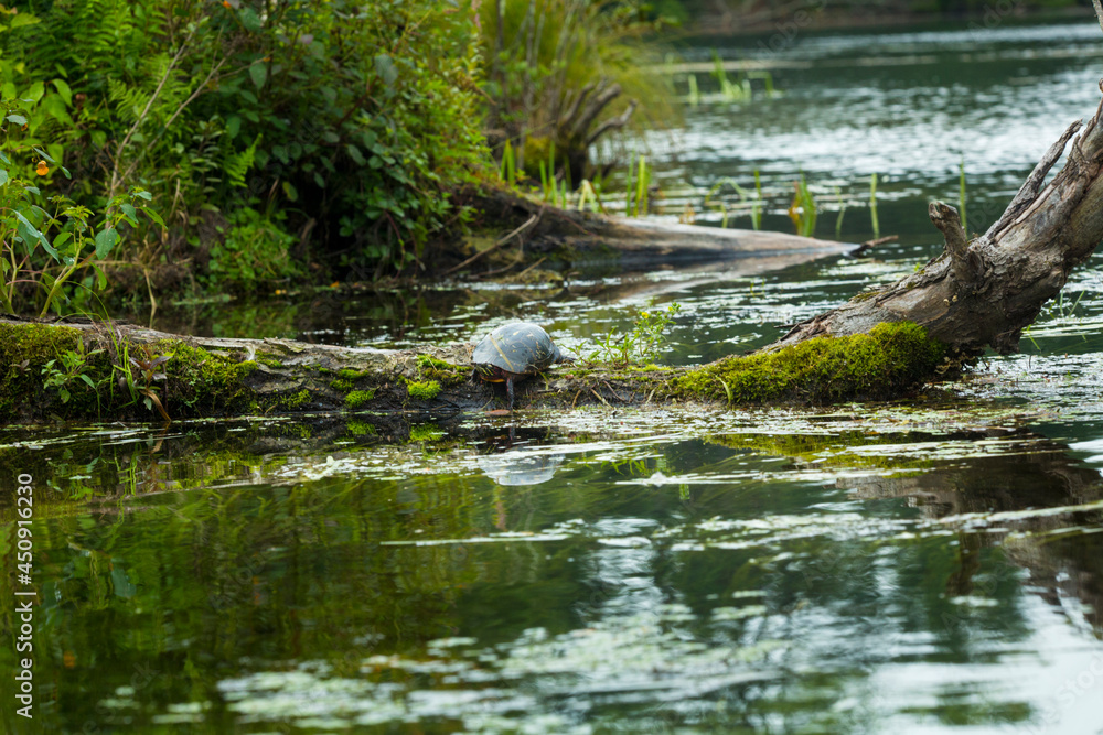 Painted turtle on a log in the Swift River, Massachusetts. Painted turtle on a log in the Swift River, Massachusetts.