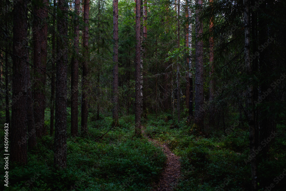 Obraz premium Forest landscapes before dusk.