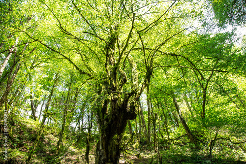 green forest in the morning