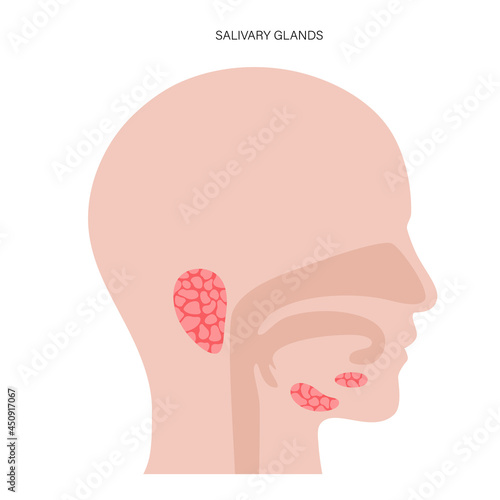 Salivary gland concept photo