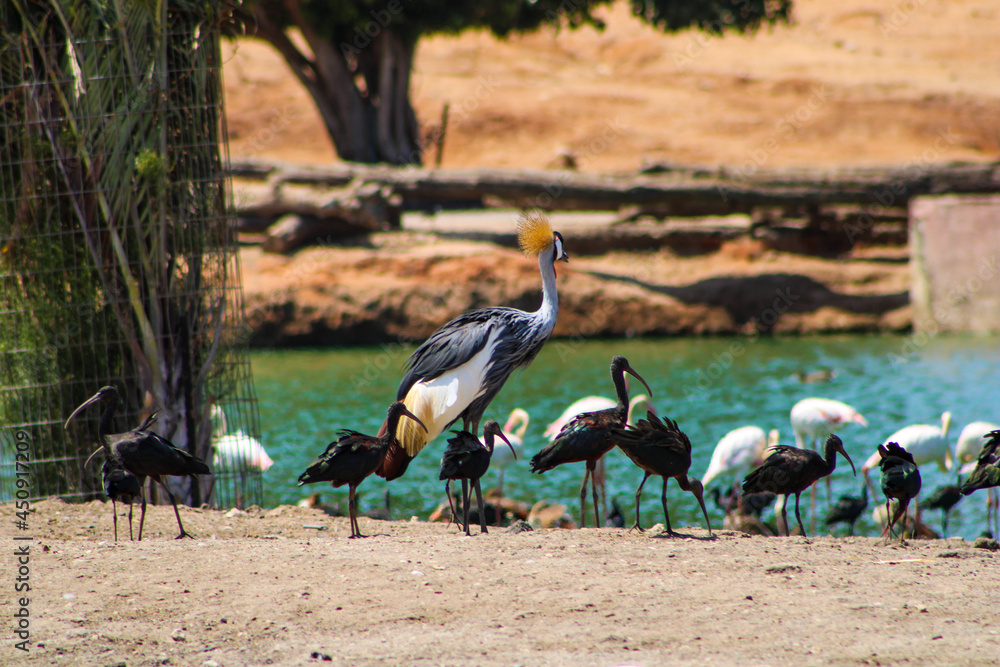 Obraz premium grey crowned crane next to a lake
