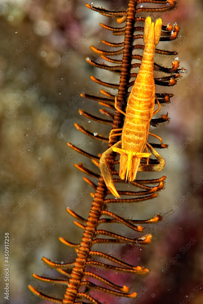 Fototapeta premium A picture of a Feather star shrimp