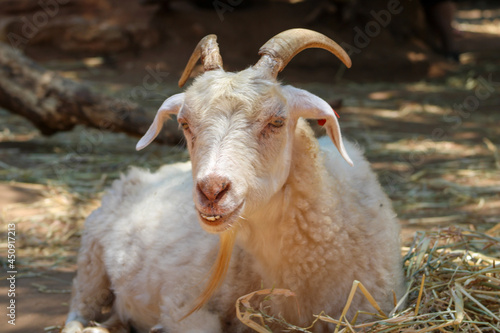white goat on the farm
