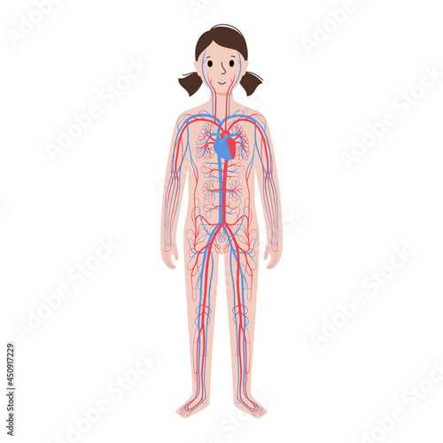 Human circulatory system