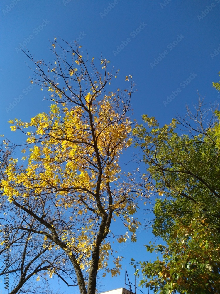 autumn trees in the sky