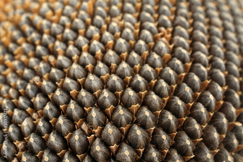 Ripe seeds in a sunflower head. Top down view. Closeup