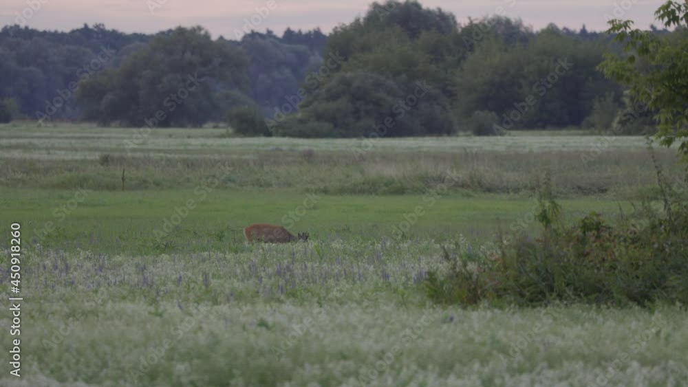 Beautiful roe deers, nature of Europe in warm spring light. Beautiful roe deers, nature of Europe in warm spring light.