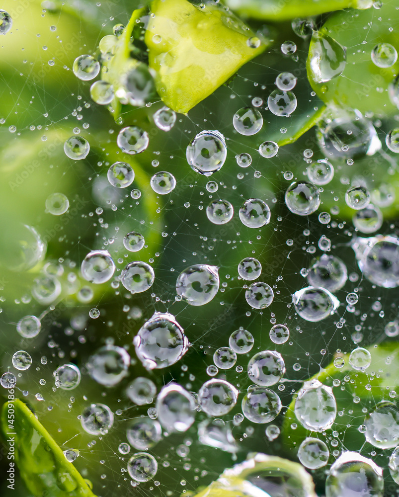 Raindrops, droplets of water on green leaves on a beautiful early morning during spring 