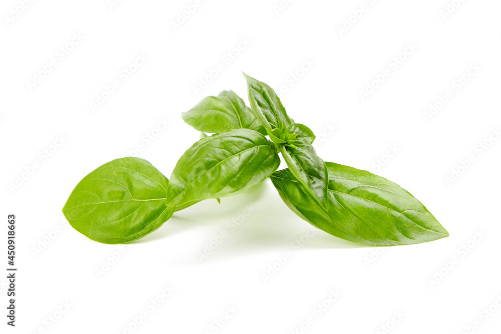 Fototapeta premium Basil herb leaves isolated on white
