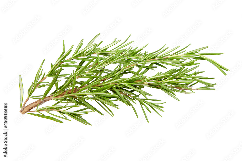 Rosemary herb leaves isolated on white