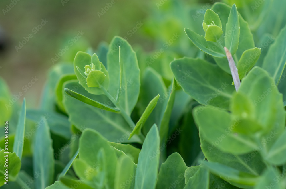 Sedum Sedum