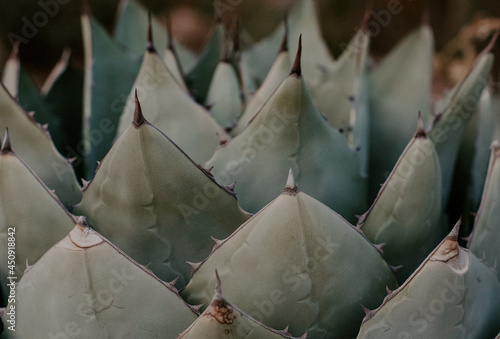 Photo Closeup shot of a beautiful Parry's agave leaves