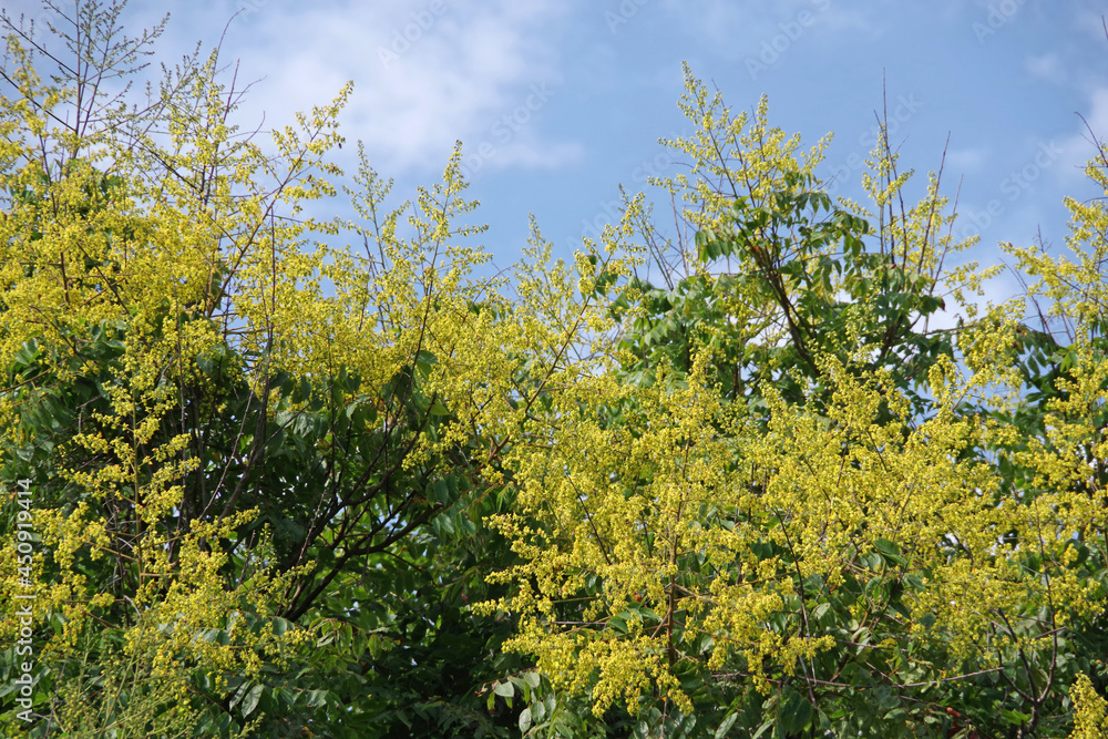 Blooming golden rain trees under blue sky with some white clouds