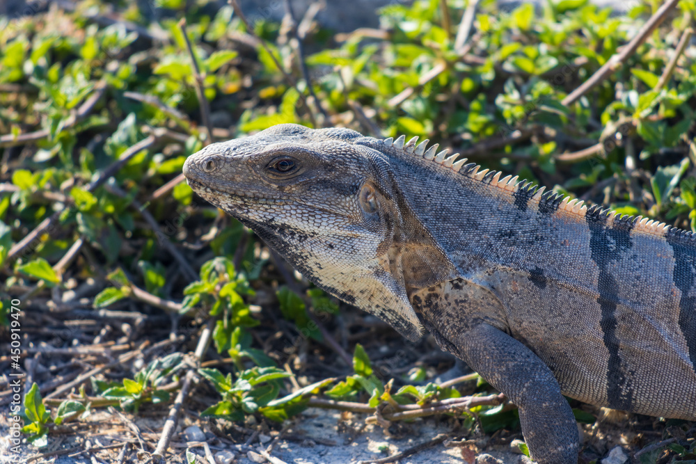 Fototapeta premium Primer plano de iguana rayada.