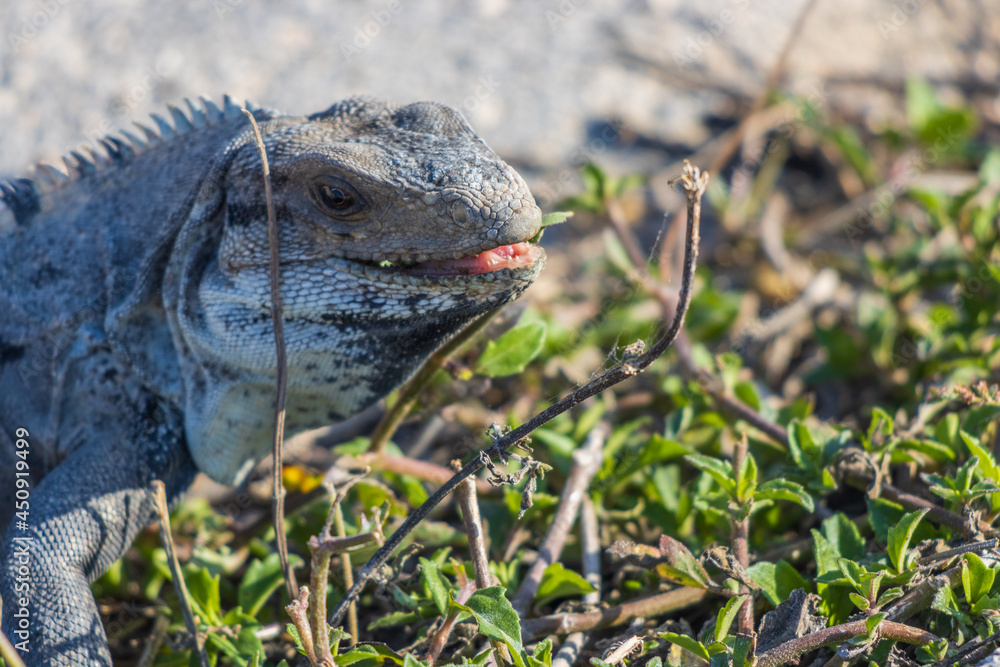 Obraz premium Primer plano de iguana rayada