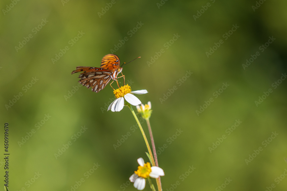 Primer plano de dama pintada mariposas en bidens alba Primer plano de dama pintada mariposas en bidens alba