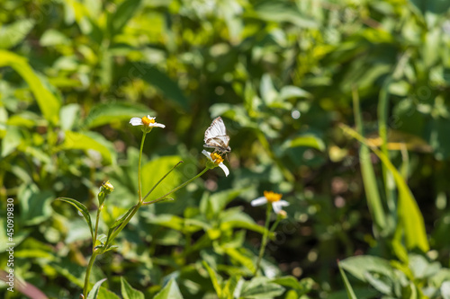 Primer plano de una mariposa sobre una flor