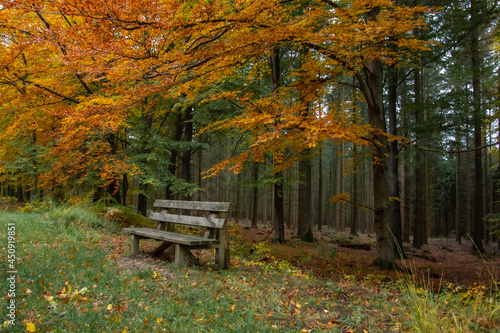 Un banc paisible dans la forêt spadoise en province de Liège