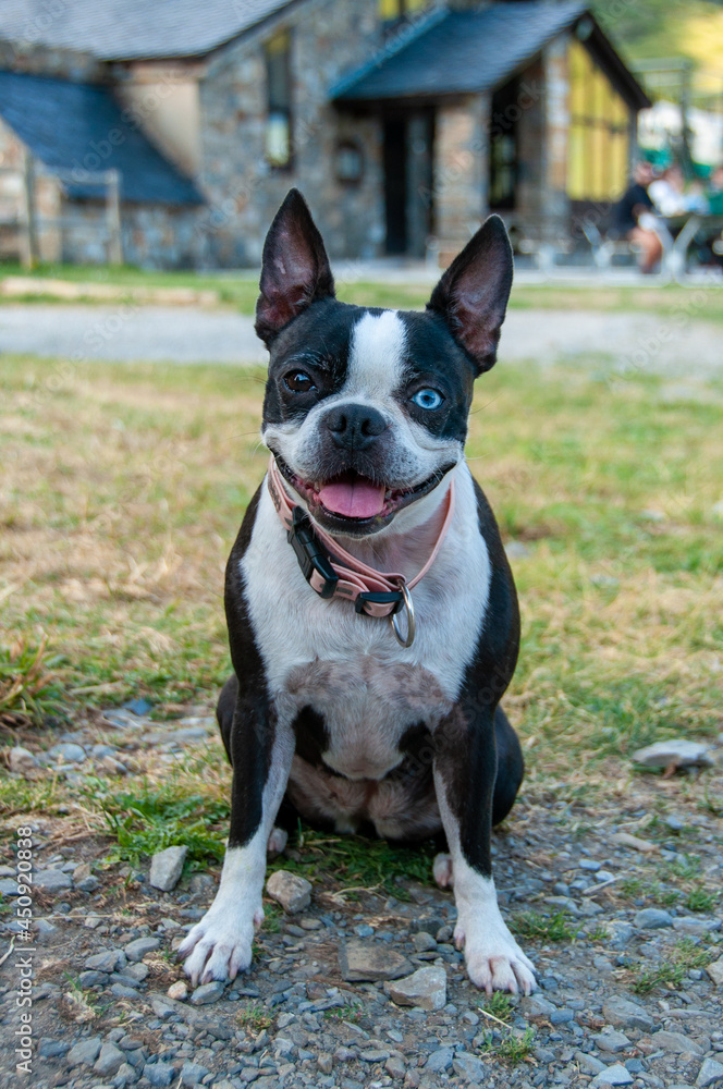 french bulldog portrait with blue eye
