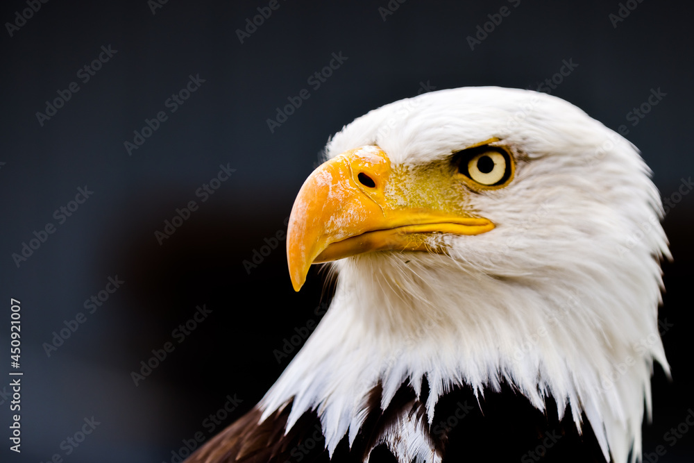 Close up images of bald and golden eagles Close up images of bald and golden eagles