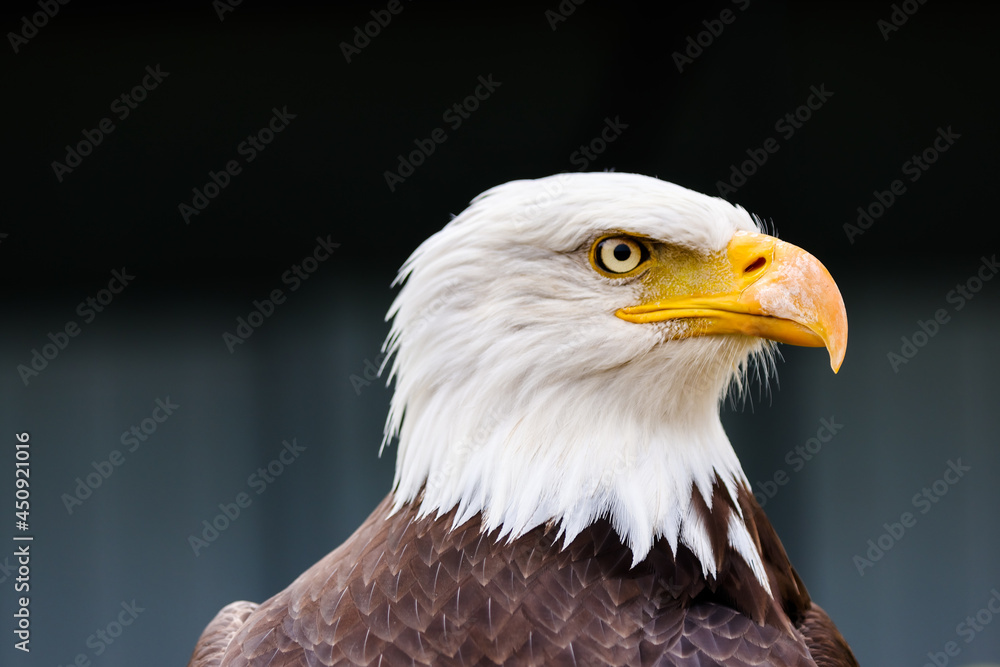 Close up images of bald and golden eagles Close up images of bald and golden eagles