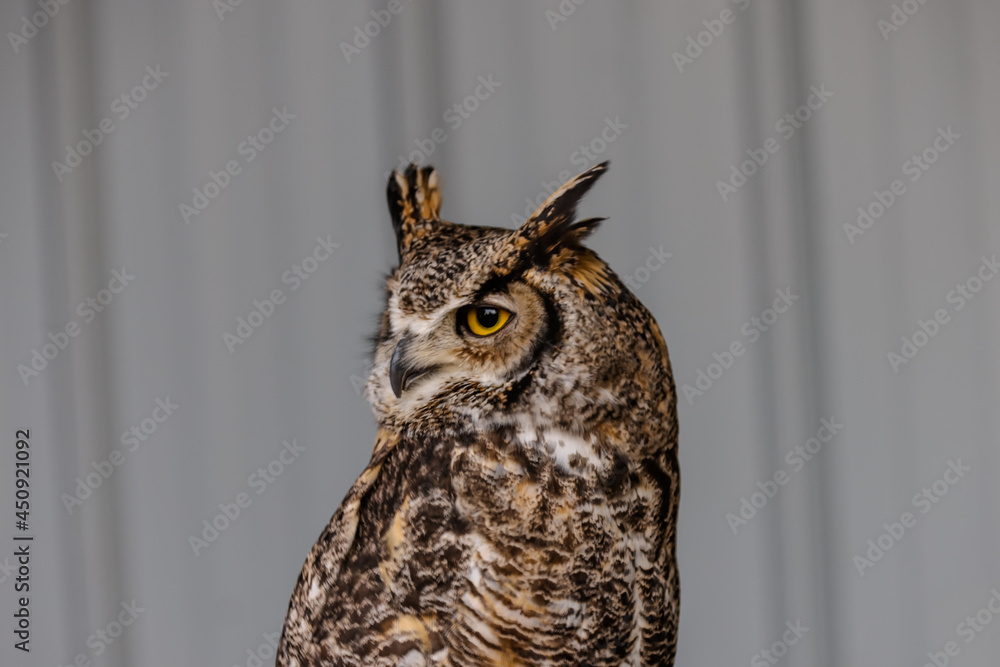 Close up of perched barn and great horned owls Close up of perched barn and great horned owls